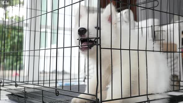 White Siberian Husky Puppy Sitting In A Cage