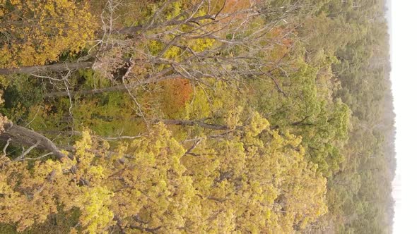 Vertical Video of an Autumn Forest During the Day in Ukraine