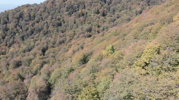 Sabaduri Mountain. Autumn forest. Georgia