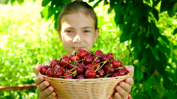 A Child Harvests Cherries in the Garden