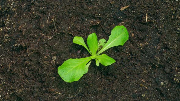 Timelapse of Fresh Lettuce Growth  Close Up