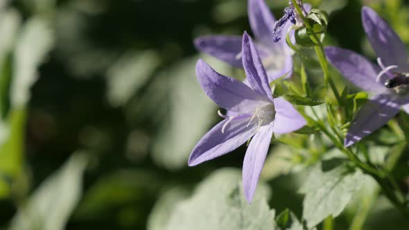 Beautiful Campanula poscharskyana plant in the garden 4K 2160p 30fps UltraHD footage - Serbian Bellf