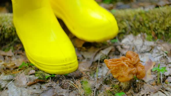 Gyromitra Gigas in the Spring Forest