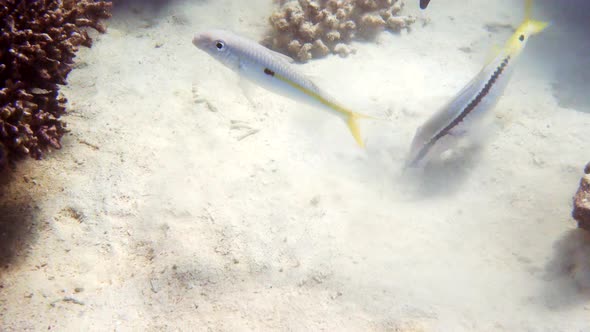 Red Sea Goatfish digging in the sand, looking for food.