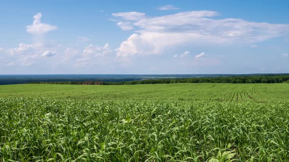 Time lapse. White clouds high in the blue sky. Wheat grows in a large green field