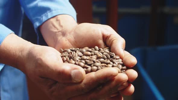 Closeup of Hands Holding Roasted Coffee Grains