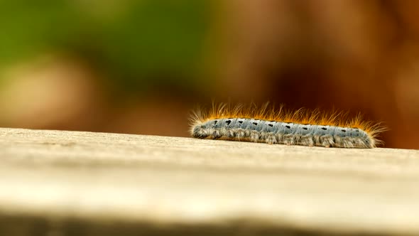 Extreme macro close up and extreme slow motion of a Western Tent Caterpillar moth walking on a wood