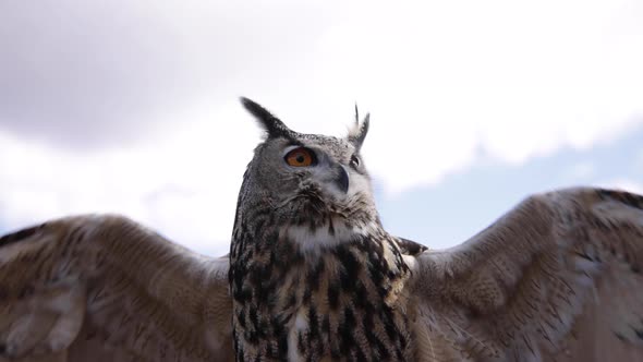 Flapping slow motion Eurasian Eagle Owl - amazing bird of prey