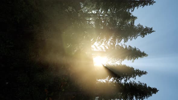 Early Morning Light and Fog Drifting Through the Trees