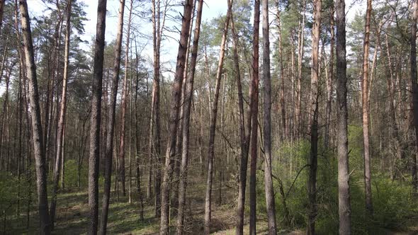 Forest Landscape Aerial View Ukraine