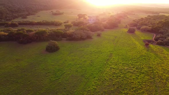 Aerial Drone View Over Green Forest