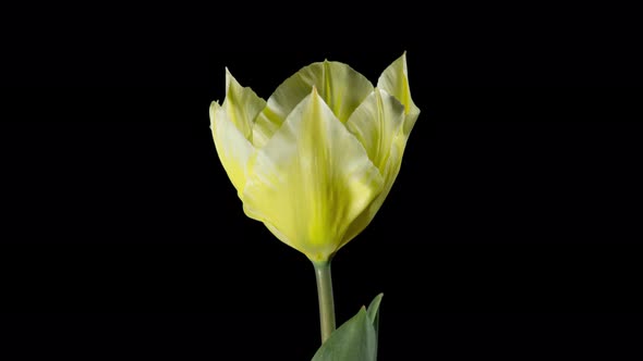 Yellow Tulips On Black Background