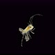 Isopoda Munna Sp. Under the Microscope, of the Family Munnidae - VideoHive Item for Sale