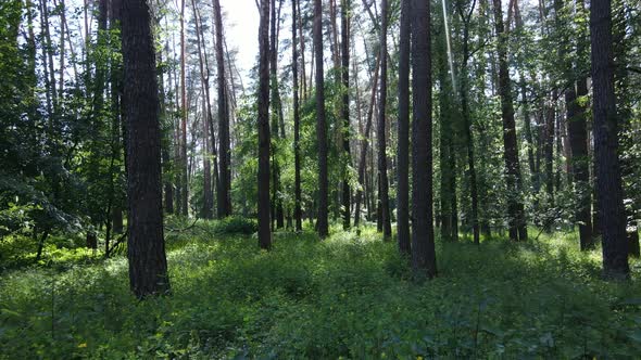 Beautiful Green Forest on a Summer Day Slow Motion