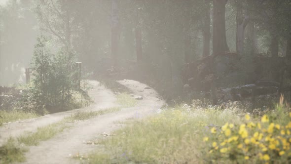 Sunbeams Entering Coniferous Stand on a Misty Summer Morning