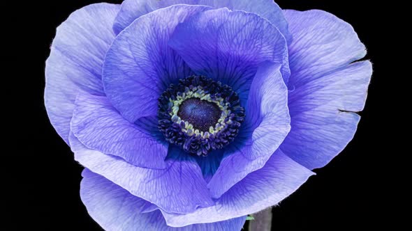 Beautiful Blue Anemone Flower Blooming on Black Background Closeup