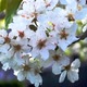 Cherry Flowers Blooming In Springtime Swining In The Wind - VideoHive Item for Sale