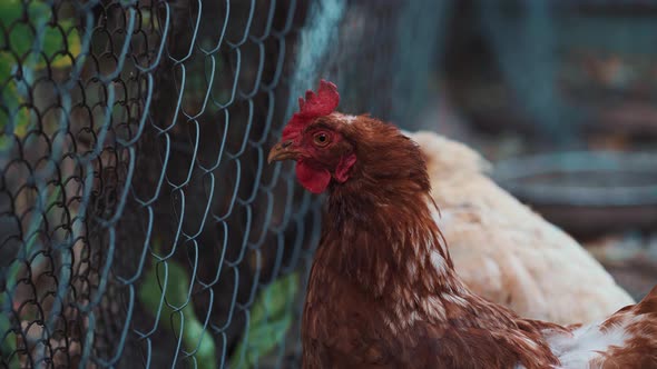 Chicken Near Net Fence in Yard. Brown Hen Standing Near Chain Link Fence on Summer Day on Yard on