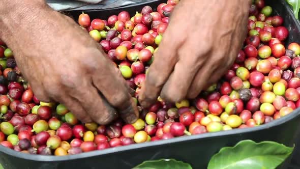 Colombian Coffee 2