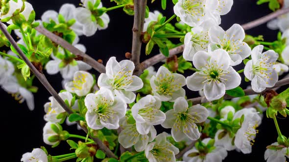 Sunny Spring Morning in Cherry Garden