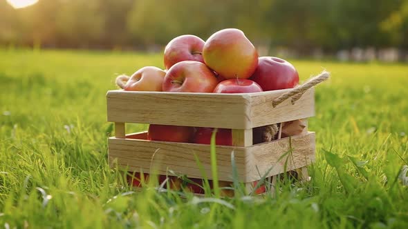 Camera rotates around a wooden crate full of red ripe shiny fresh apples