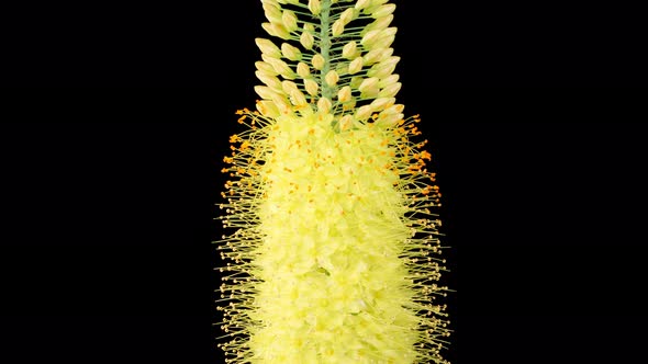 Blooming Yellow Eremurus Flower