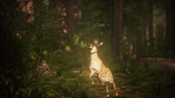 Extreme Slow Motion Deer Jump in Pine Forest