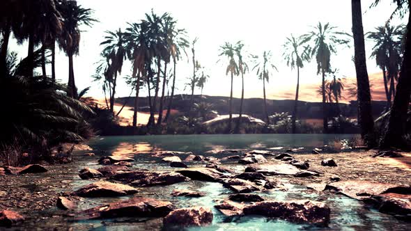 Pond and Palm Trees in Desert Oasis