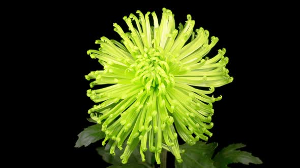 Beautiful Green Chrysanthemum Flower Opening