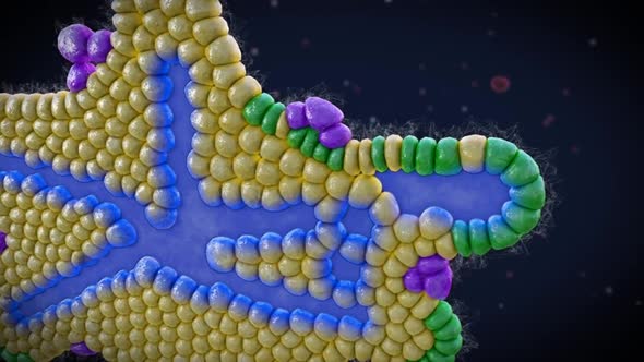 Medical Animation of Pancreatic Development