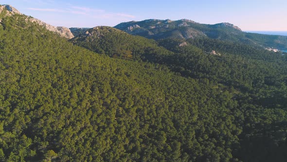 Green forest on slope of mountains in vast terrain