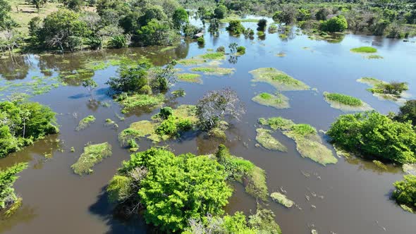 Stunning landscape of Amazon Forest at Amazonas State Brazil.