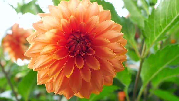 Orange dahlia close-up on a beautiful background