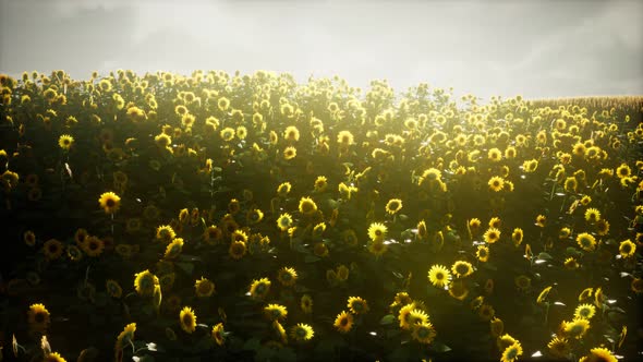 Beautiful Sunflowers and Clouds in a Texas Sunset alt