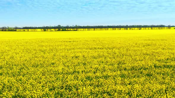 Aerial Drone Footage of Field of Yellow Rape Against the Blue Sky