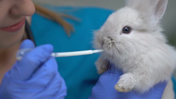 Female Feeding Cute Rabbit With Milk From Pipette, Care Tips for Cubs, Breeding