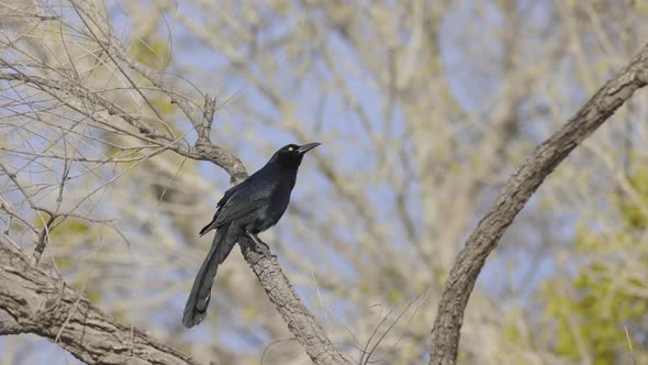 Great Tailed Grackle Perched on Branch Slow Motion