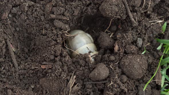 May Bug Larva in Soil, Timelapse