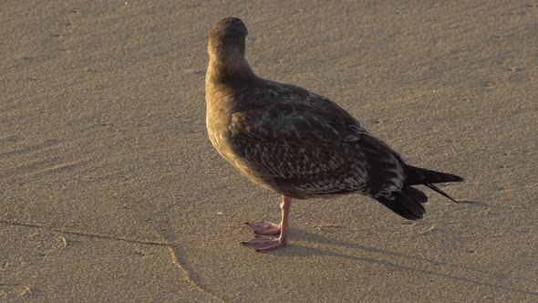 A gray seagull rests on the beach.