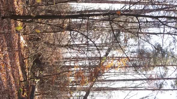 Vertical Video Autumn Forest with Trees in Ukraine Slow Motion