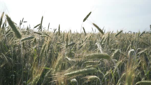 Wheat Spikelets Swaying in the Wind Wheat Spikelets Close up