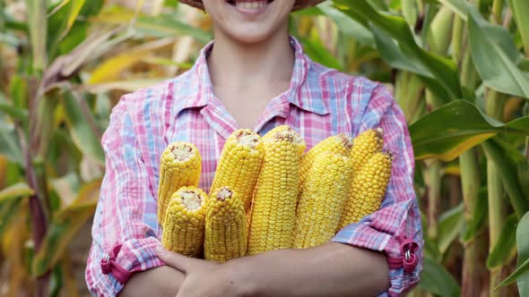 Farmer in the field. Satisfied with the harvest of sweet corn.