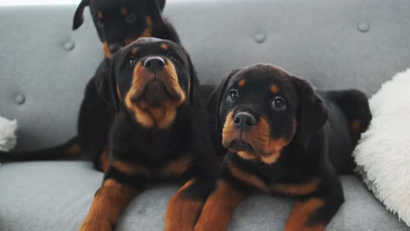 Funny Rottweiler Puppies at Home