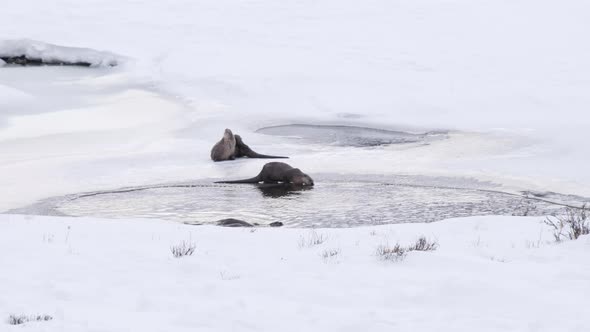 river otter drinks from a partly frozen pond during winter at yellowstone