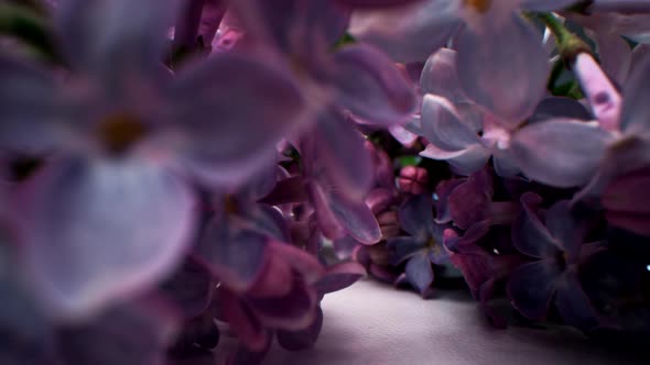 Purple Wildflowers On Dark Background