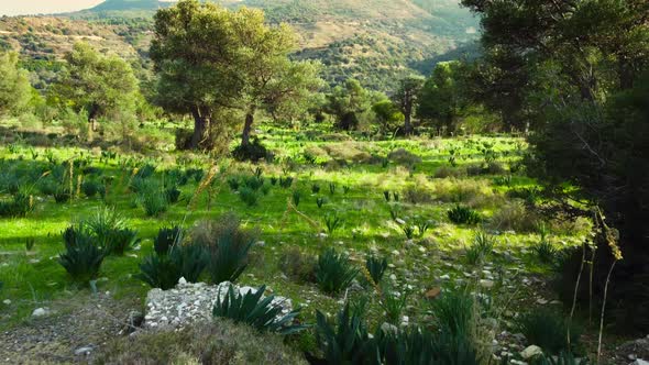 Mediterranean Landscape Drone Slowly Flying Through Olive Trees Beautiful Nature View of Green Grove