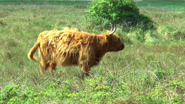 Highland Cow with  long horns and long, wavy, woolly coat.