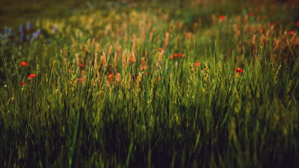 Field with Green Grass and Wild Flowers at Sunset