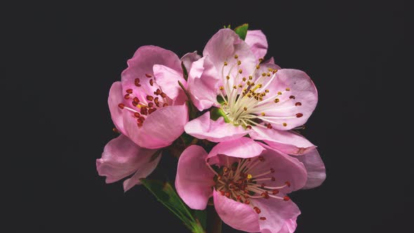 Peach Blossom on Black