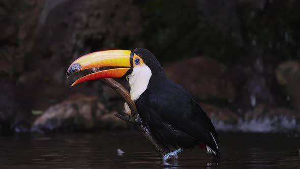 Singing Toco Toucan sitting on a branch sticking out of water; static shot